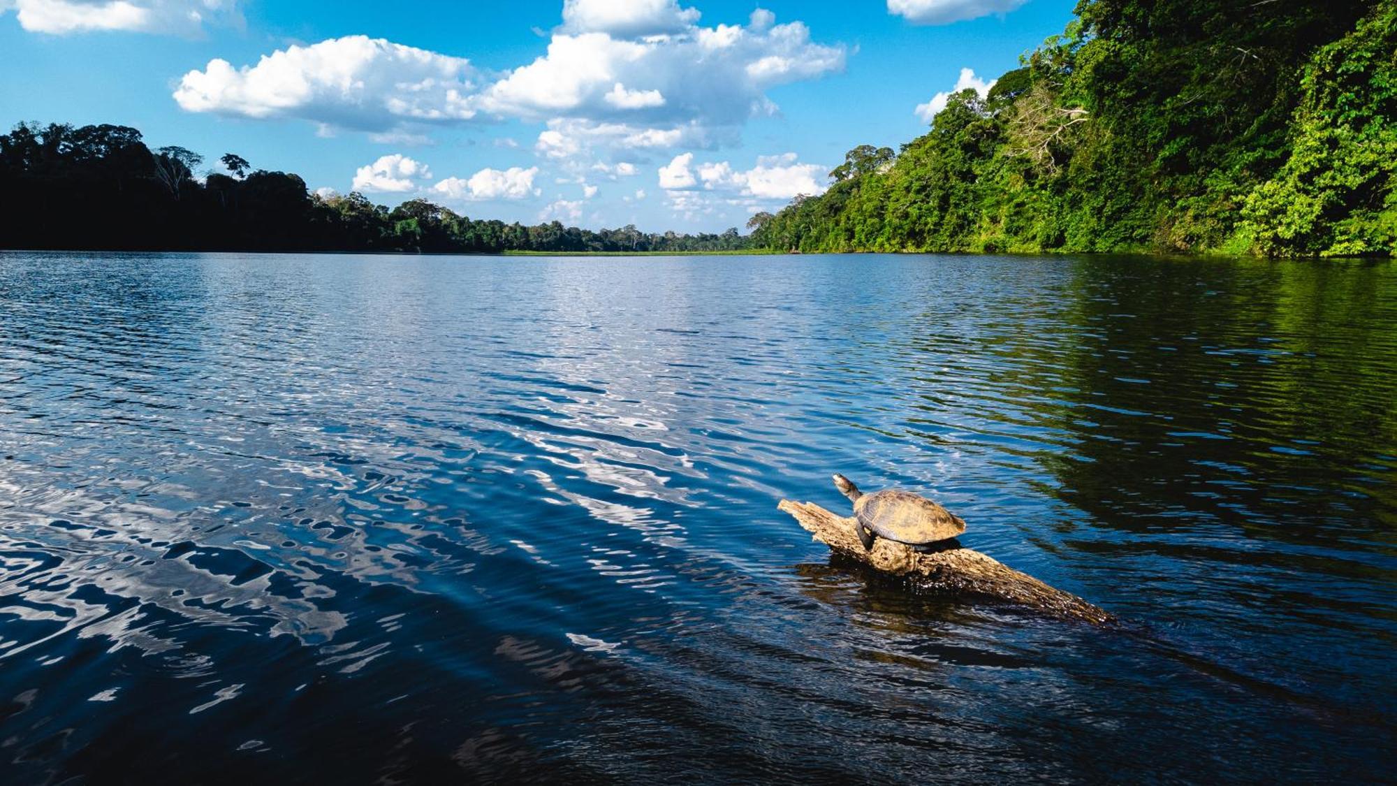 Tres Chimbadas Lake Lodge Tambopata Eksteriør billede